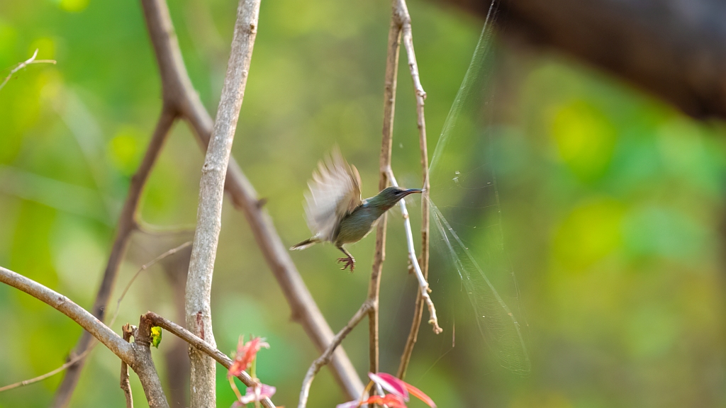 Vigors's Sunbird 